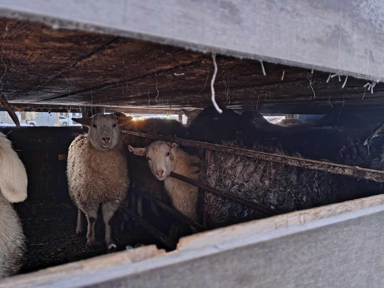 Под Саратовом задержали 90 коз и баранов, направляющихся в Подмосковье